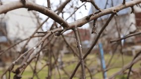 Gardener pruning apple tree branches in April with big secateurs