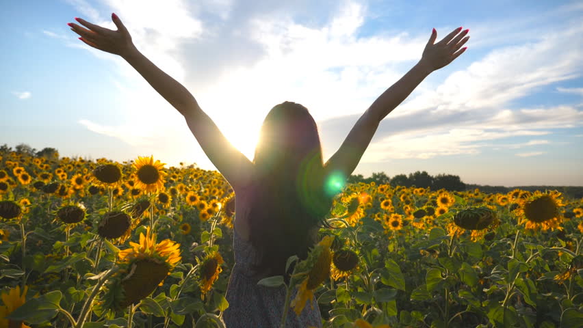 Unrecognizable beautiful girl standing on yellow sunflower field and raising hands. Happy woman enjoying freedom at the meadow. Concept of love to nature at sunset time. Slow motion Rear back view | Shutterstock HD Video #1027744046