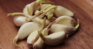 garlic with budding adventive. 4k video with a size of 4096x2160. themed biology, research and experiment