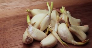 garlic with budding adventive. 4k video with a size of 4096x2160. themed research, biology and experiments