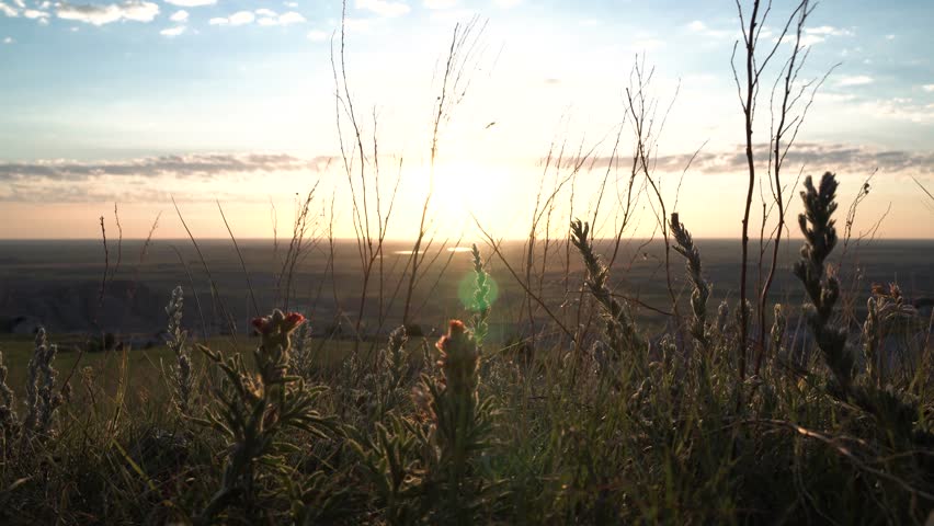 Desert brush blowing in the wind during sunset at Badlands National Park, South Dakota