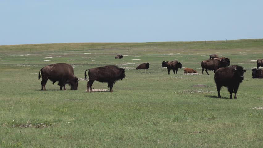Bison herd with calf grazing under a blue sky at Badlands National Park, South Dakota