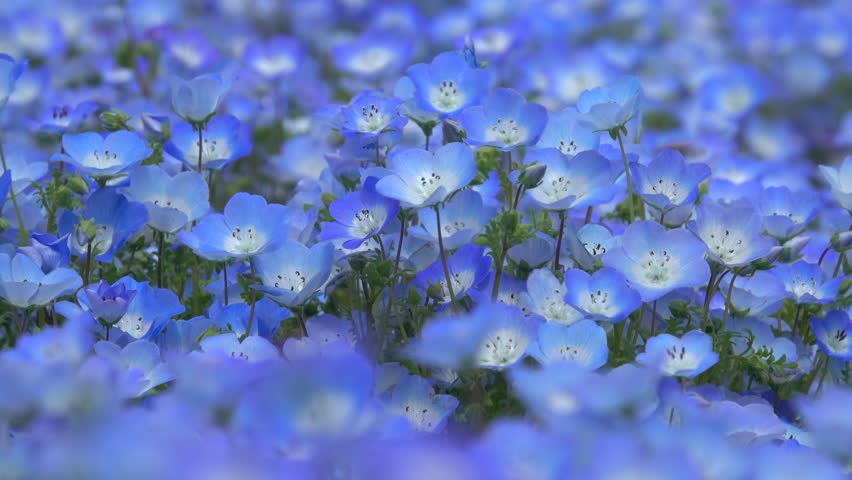 Blue flower field, Nemophila	 Royalty-Free Stock Footage #1027751753
