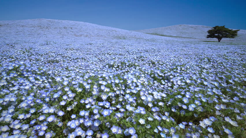 Blue flower field, Nemophila	 Royalty-Free Stock Footage #1027751771