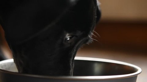 Black collie labrador cross with a chocolate labrador dogs finishing a nice bowl of dog food in slow motion close up