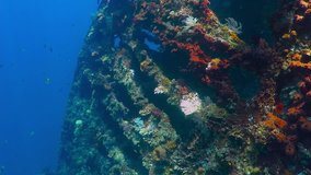 Underwater shipwreck covered with corals and fish in the blue water. Underwater video from wreck exploration. Colorful footage with wreck and corals.