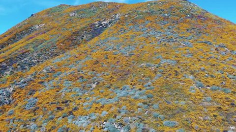 Drone footage of rare wild flower super bloom in California. Blooming poppy flowers cover mountains in orange color