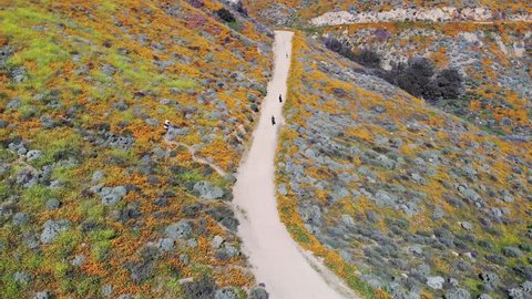 Drone footage of rare wild flower super bloom in California. People walking on hiking trail in mountains