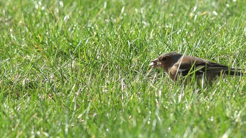 bird common chaffinch eating birdseed on meadow