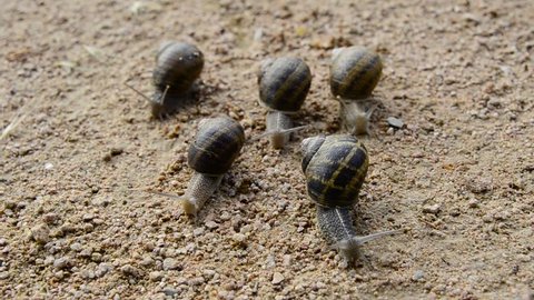 Five snails crawl on the sand