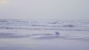4k video of two seagulls walking along the beach together on a foggy morning during sunrise.