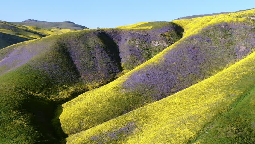 Aerial Shot Goldfields And Purple Tansy Flowers Super Bloom On Mt Ridges Near Carrizo Plain National Monument California Royalty-Free Stock Footage #1027776338