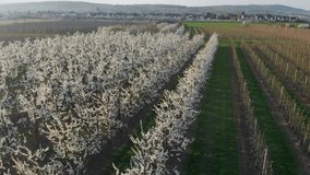 Drone aerial video to the cherry trees in Ockstadt. Plantations with blooming Cherries in the warm spring