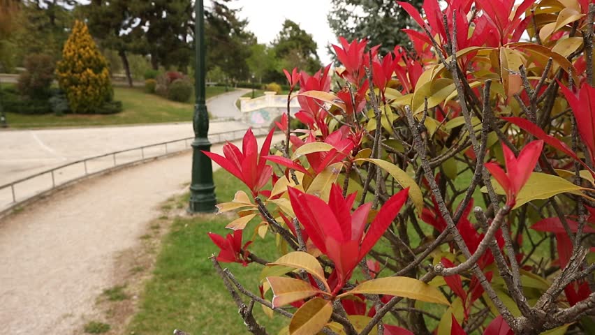 Beautiful bushy plant with red and green leafs, with the public garden to appears little blurred in background, Kozani, Greece.