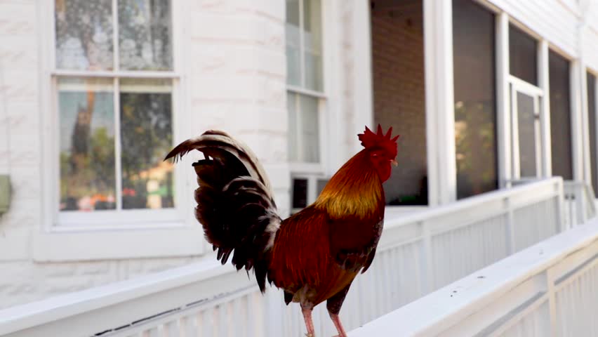 Street rooster found in Key West, Florida. The roosters are often found all over the city. 
