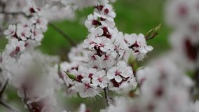 apricot flower spring nature close up macro awekening life 4k video