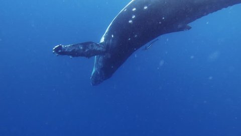 Humpback whale underwater slowmotion swimming in ocean of Tonga