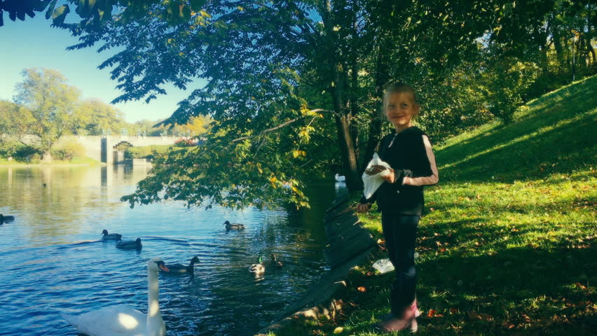 A happy little girl feeding a large white swan and several Mallard ducks swimming on a pond in Oslo. Outdoor fun for the family in Oslo feeding wildlife.