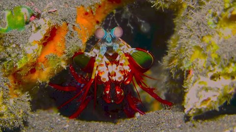 Red peacock mantis shrimp (Odontodactylus scyllarus) hiding on the coral reef. Underwater macro video, detail of aquatic animal. Colorful marine life. Shrimp on the reef.