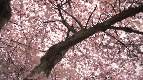 Close up of Spring Cherry blossom flowers