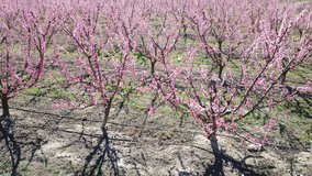 Richly blooming peach trees garden in sunny spring day