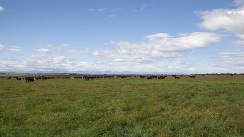 Alberta Prairies Time Lapse on Cattle and Blue Sky, Calgary Alberta Canada

