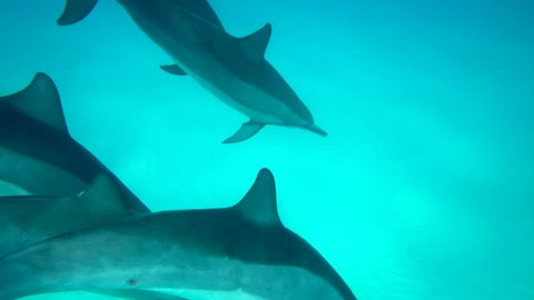 Underwater footage a pod of spinner dolphins playing together in shallow, sandy water in Kailua Kona, Hawaii.