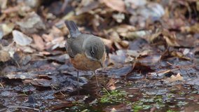 An American Robin drinking from a puddle.