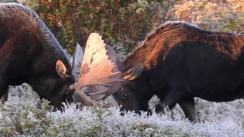 Two large bull moose sparring during rut season in Colorado.