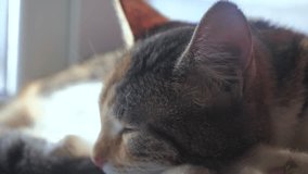 cat striped tricolor sleeping concept. the cat is sleeping on the window sill the sunlight with the window is a cute lifestyle video