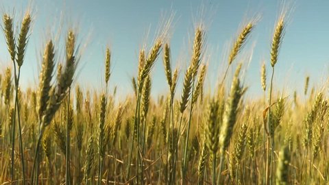 grain harvest ripens in summer. Spikelets of wheat with grain shakes the wind. field of ripening wheat against blue sky. agricultural business concept. environmentally friendly wheat