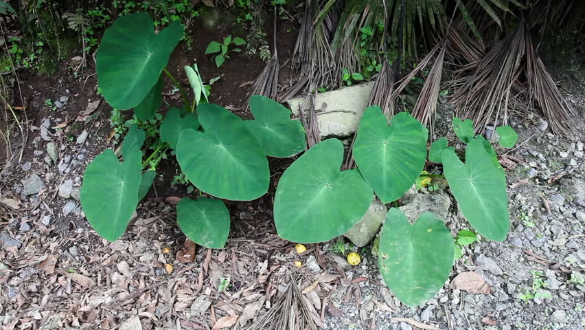Green leaves shaken by a gentle wind
