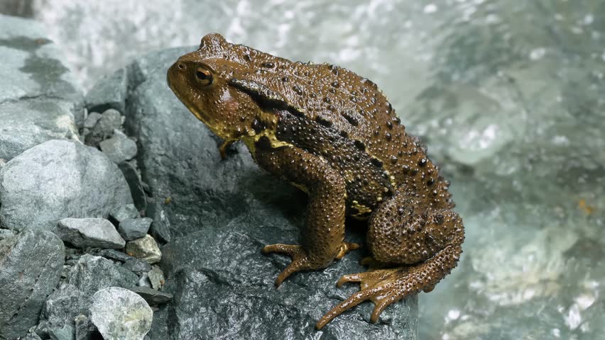 japanese common toad bufo japonicus formosus Stock Footage Video (100% ...