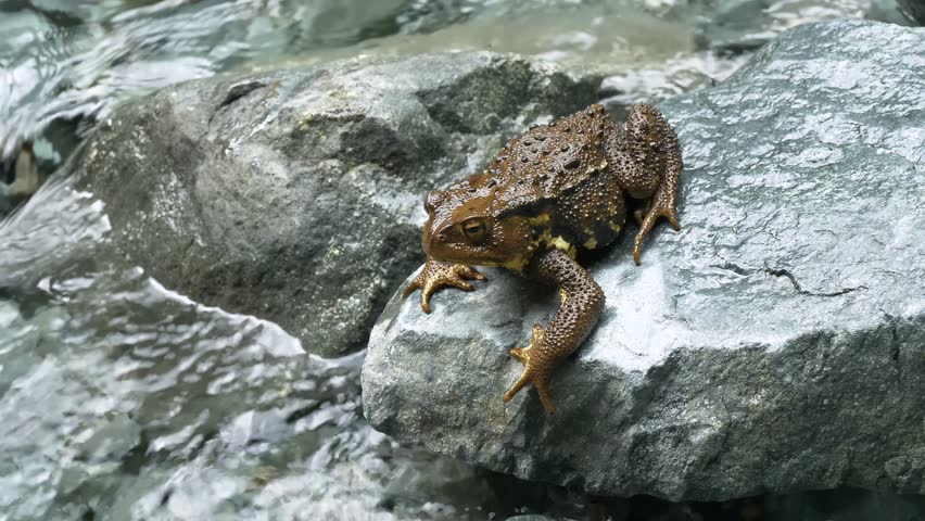 Japanese Common Toad (Bufo japonicus formosus)