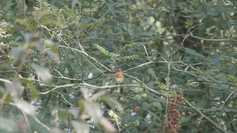 Robin sitting on a branch and then flying away.