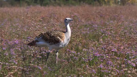 Great bustard bird wandering in a grassland field of a farm filled with violet flowers, at day time
