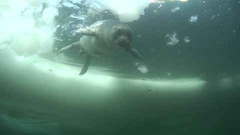 Baikal seal pup under the ice of lake Baikal
