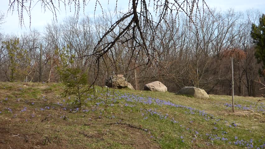 Glade of blue flowers Scilla proliski sways the wind on a sunny spring day near three stones and trees