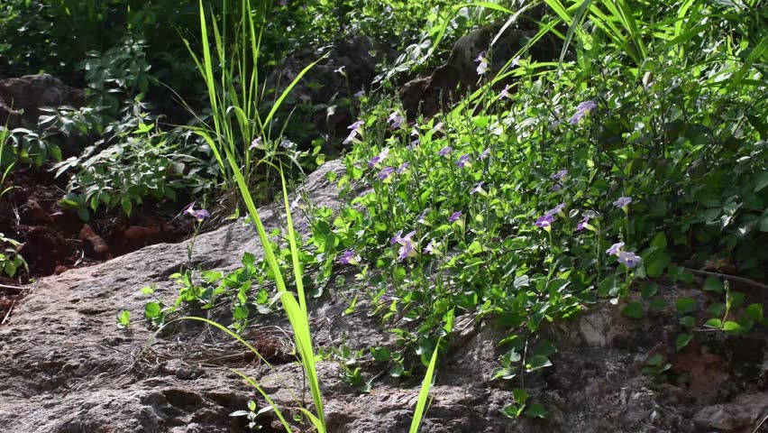 Wide shot of flowers growing out of rock with bee and butterfly