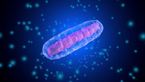 3D rendered Animation of a Mitochondria Cell.
