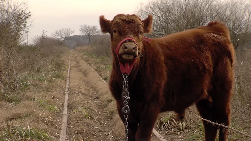 Brown Calf Wearing Halter Standing Next To Abandoned Railway Track In Countryside 
