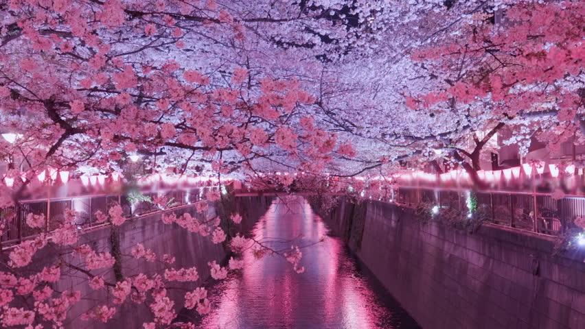 Cherry blossoms in full bloom blooming on the waterside/Meguro River in Tokyo/Meguro River is a river famous for cherry blossoms located in Tokyo, the capital of Japan Royalty-Free Stock Footage #1027850597
