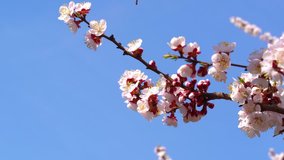 Closeup view of beautiful pink blooming fresh apricot flowers in foreground isolated at blue sky background. Charming spring season concept. 4k video footage.