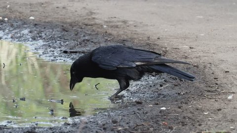 Crow (Corvus) drinking from a puddle