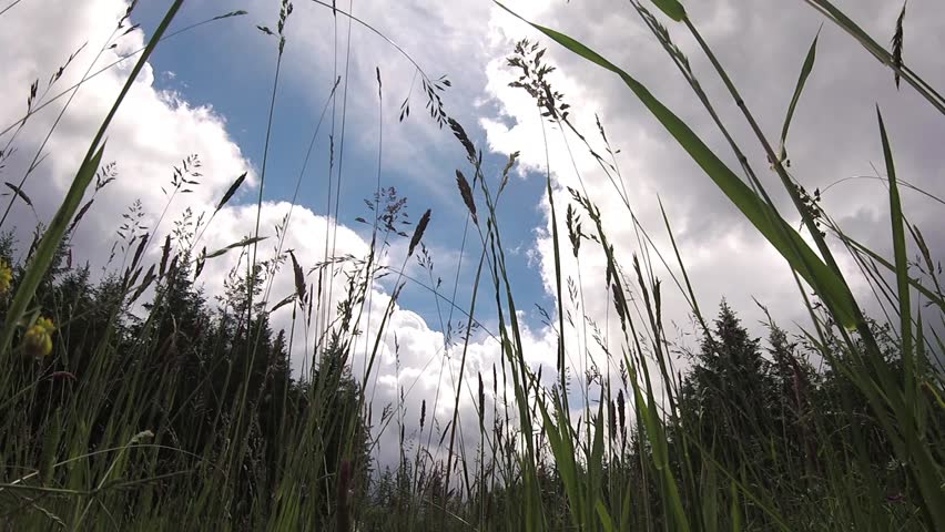 Low-angle view of clouds moving behind waving tall grass.