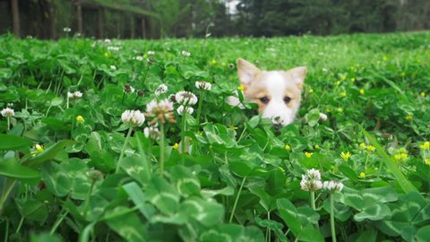 Cute Corgi dogs puppy running happily one after another in the lush clover grass field which is full of white flowers with tall trees behind. playful happy young dogs playing running outdoor in spring