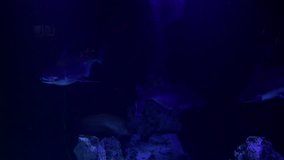 Pretty anemones in sea coral reef aquarium motion 4k video