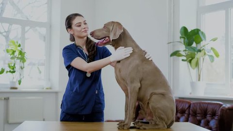 Veterinary surgeon and weimaraner dog at vet clinic