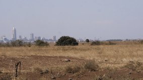Hartebeest, alcelaphus buselaphus, Adult standing in Savanna, Masai Mara Park, Nairobi City at the Back, Kenya, Real Time