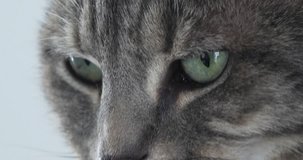 Brown Tabby Domestic Cat, Close-up of Eyes, Real Time 4K